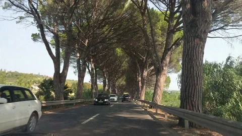 Driving a car through tree avenue road on sunny summer day. Stock Footage 149394575