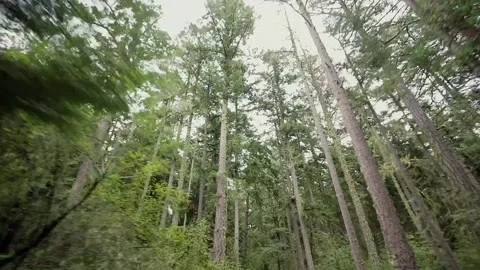 Driving Car Through Trees Forest Road Trip Travel Tourism Drive Looking Up Vídeo Stock 133026725