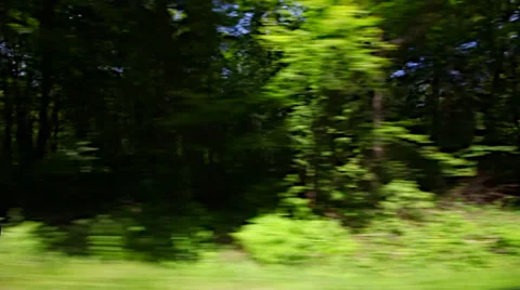 Driving a car through the woods Stock Footage 37973423