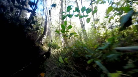Driving a car in the woods. Stock Footage 42609256
