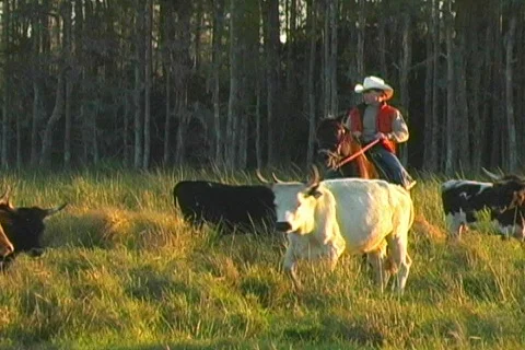 Driving Cattle Agricultural Ranch Stock Footage 142417
