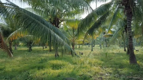 Driving in to a coconut Farm Stock Footage 160709931