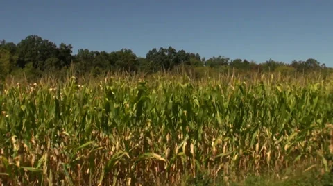 Driving by corn field Stock-Footage 33640703