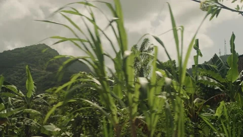 Driving by countryside in Bali with mountains, fields, farms, jungle and homes Video stock 140144863