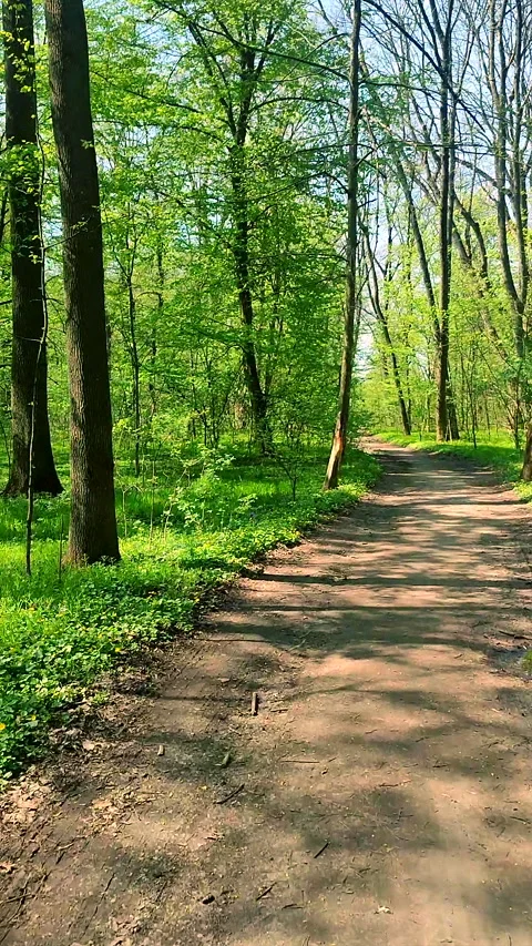 Driving dirt earthen road between trees bushes bright green foliage Vertical Stock Footage 279745901