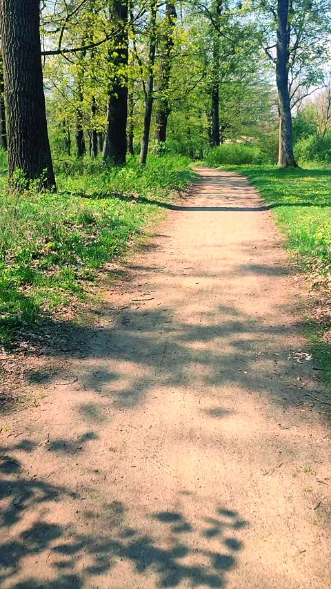 Driving dirt earthen road between trees bushes bright green foliage Vertical Stock Footage 284025879