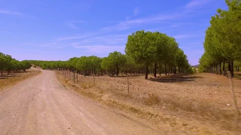 Driving a Dirt Road Along the Fields with Evergreen Pines Stock Footage 85143366