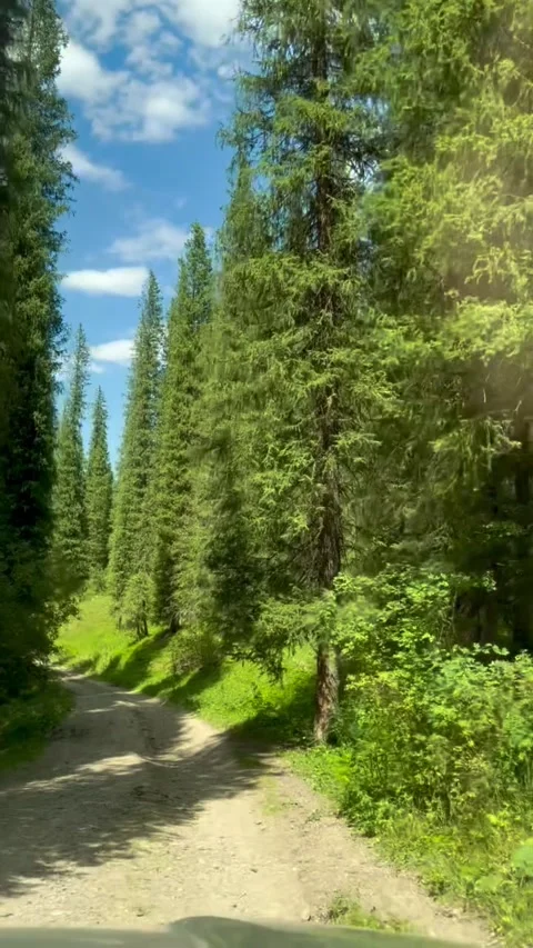 Driving on Dirt Road Through Tall Pine Forest Stockbeeldmateriaal 340264016