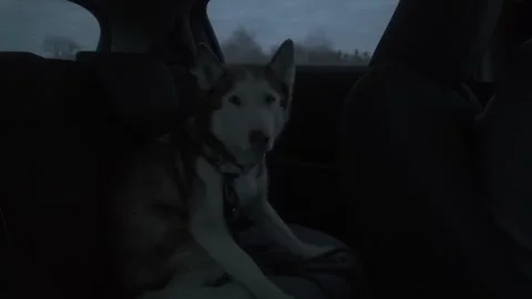 Driving with a Dog Stockbeeldmateriaal 333044486