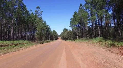 Driving down dirt road fly to aerial of Pine Forest Plantation Видео 57253499