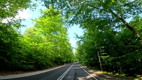 Driving down empty asphalt road through lush green summer forest, slow motion Stock-Footage 345042533