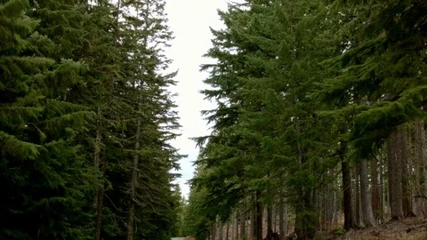 Driving down empty road trees only Wet Rainy Cascade Mountain Oregon Forest in Stock Footage 81652740