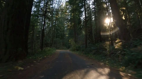 Driving Down One Way Road Through The Forest On An Autumn Day In Oregon, USA Stock Footage 120718198