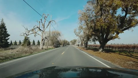 Driving down a road lined with dead trees in california in a green car Stock Footage 297514088