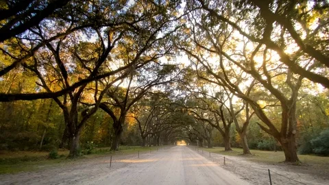 Driving down a road lined with Live Oak trees in Savannah Georgia Stockbeeldmateriaal 123568006