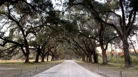 Driving down a road lined with Live Oak trees in Savannah Georgia Stockbeeldmateriaal 123930170