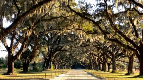 Driving down a road lined with Live Oak trees in Savannah Georgia Stockbeeldmateriaal 127325904