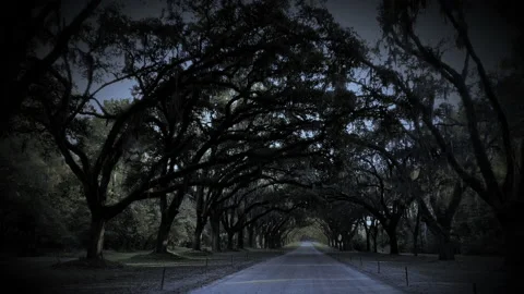 Driving down a road lined with Live Oak trees in Savannah Georgia Stockbeeldmateriaal 144527783