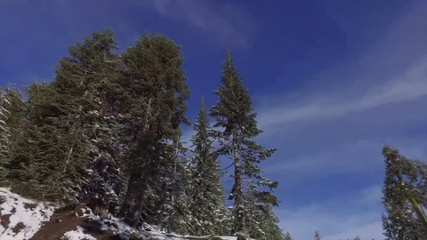 Driving Down A Road Lining By Snow Stock Footage 70285450