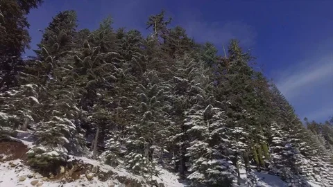 Driving Down A Road Lining By Snow Stock Footage 70289571