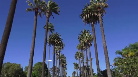 Driving down the street between tropical palms under the blue summer sky Stock-Footage 111955318