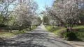 Driving Down Street Of Macon Georgia With Canopy Of Cherry Blossom Trees 04 4k or 4k+ Resolution