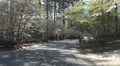 Driving Down Street Of Macon Georgia With Canopy Of Cherry Blossom Trees 06 4k or 4k+ Resolution