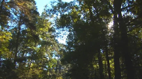 Driving Down A Tree Lined Road Stock Footage 33604366