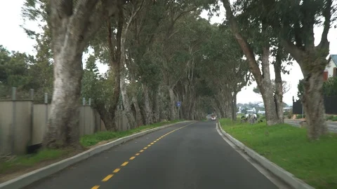 Driving Down a Tree Lined Road co Stock Footage 116744809