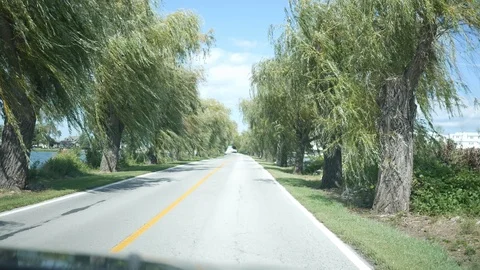 Driving down weeping willow road in summer Stock Footage 116036223