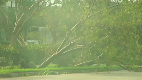 Driving by Downed Trees after Hurricane Wilma Stock Footage 291000390