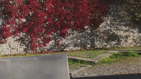 Driving downhill, side view of the city walls and red plants, 4K Stock Footage 253894425