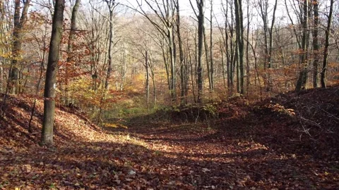 Driving a drone through the forest in autumn, aerial footage Stock Footage 223851276