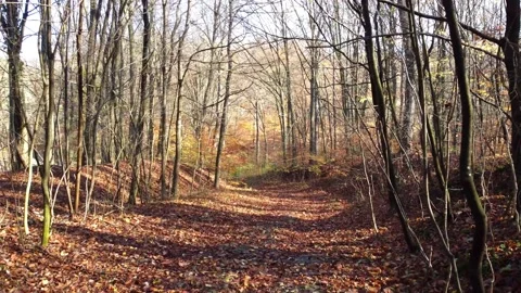 Driving a drone through the forest in autumn Stock Footage 223851347