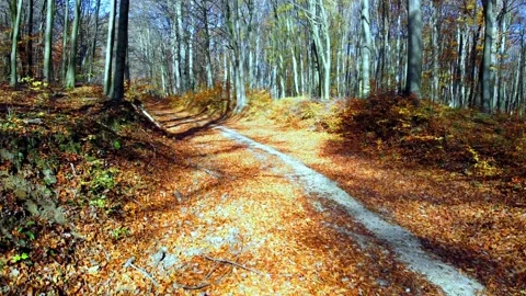 Driving a drone through the forest in autumn Stock Footage 223852509