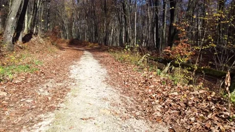 Driving a drone through the forest in autumn Stock Footage 223852563