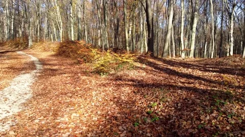 Driving a drone through the forest in autumn Stock Footage 223852695
