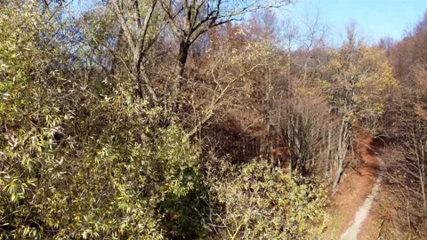 Driving a drone through the forest in autumn Stock Footage 223854054