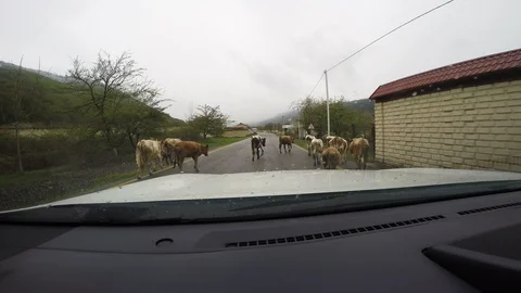 Driving In Eastern Europe With Cows Blocking The Road 스톡 동영상 101498614