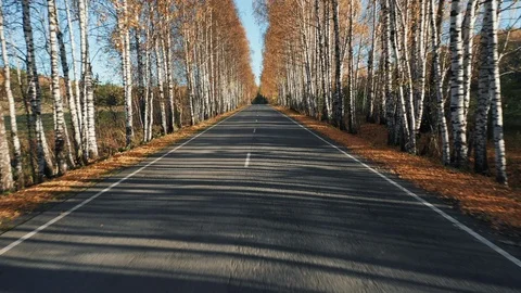 Driving on empty autumn road, going backward Stock Footage 117865171