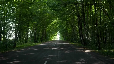 Driving on an empty road through a green forest tunnel 스톡 동영상 340582941
