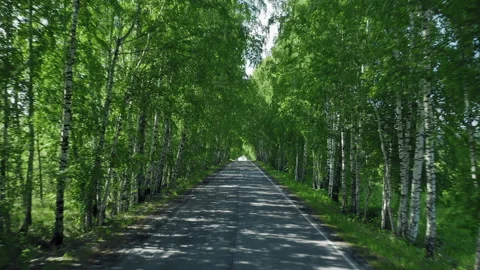 Driving on empty summer road, going backward Stock Footage 135394173