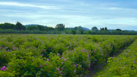 Driving By A Field Of Flowers 2 Stock Footage 222072081