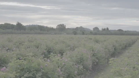 Driving By A Field Of Flowers 2 - No LUT Version Stock Footage 222091489