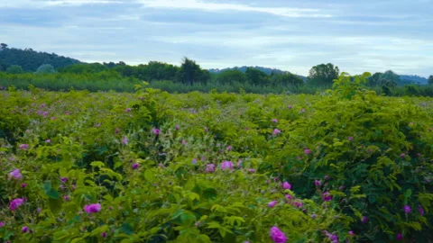 Driving By A Field Of Flowers Stock Footage 222072279