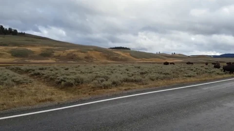Driving by a field full of brown buffalos, in Yellowstone national park, in.. Stock Footage 71749843