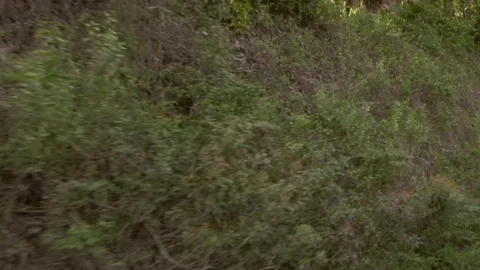 Driving by foliage Stock Footage 92582673