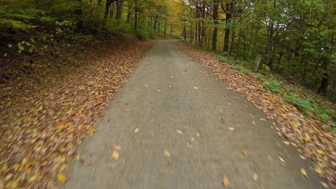 Driving in the forest at autumn with falling leaves Stock Footage 80232304