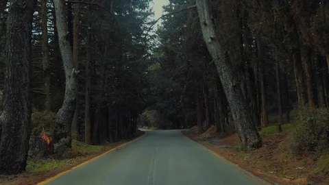 Driving on forest on first snowing day of the year slow motion Stock Footage 100754841