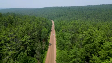 Driving in the Forest Stock Footage 266298605